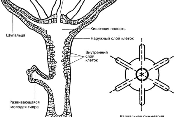 Кракен какой сайт